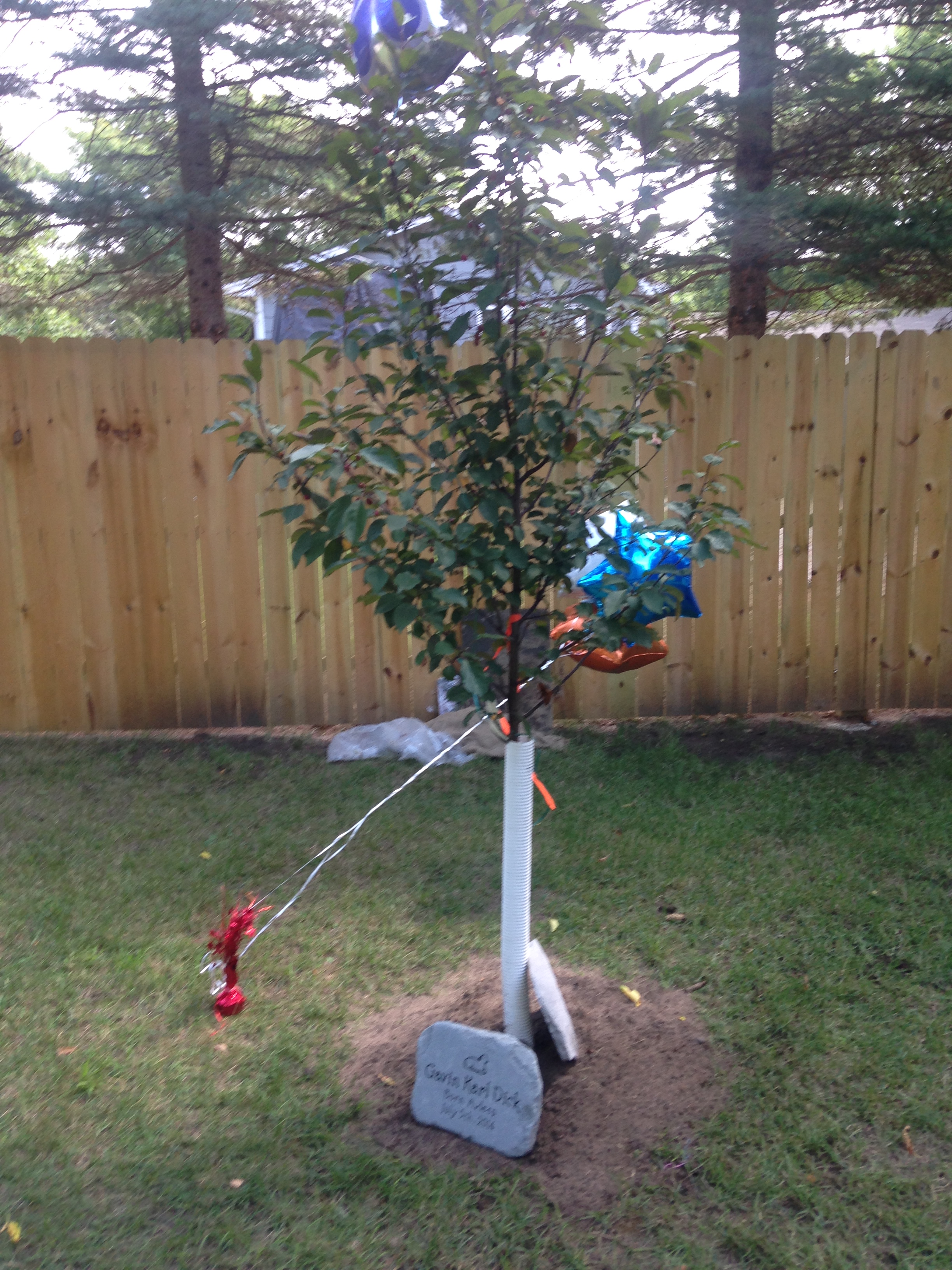 Gavin's Memorial Tree 