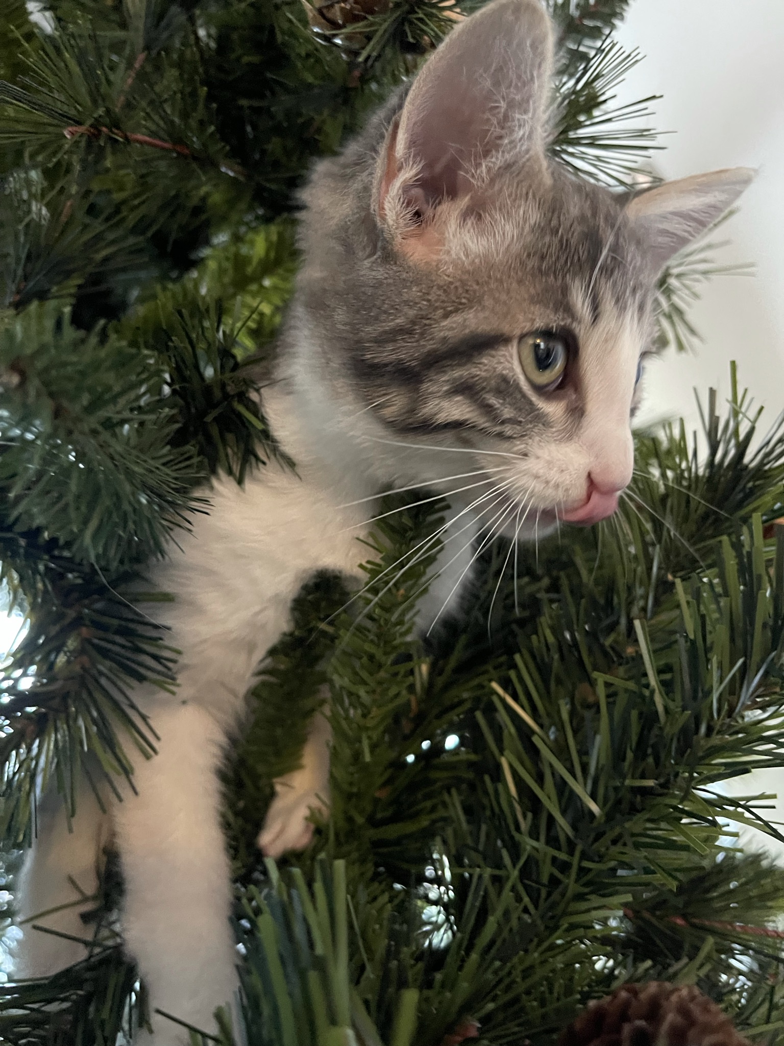 Butters in a Tree