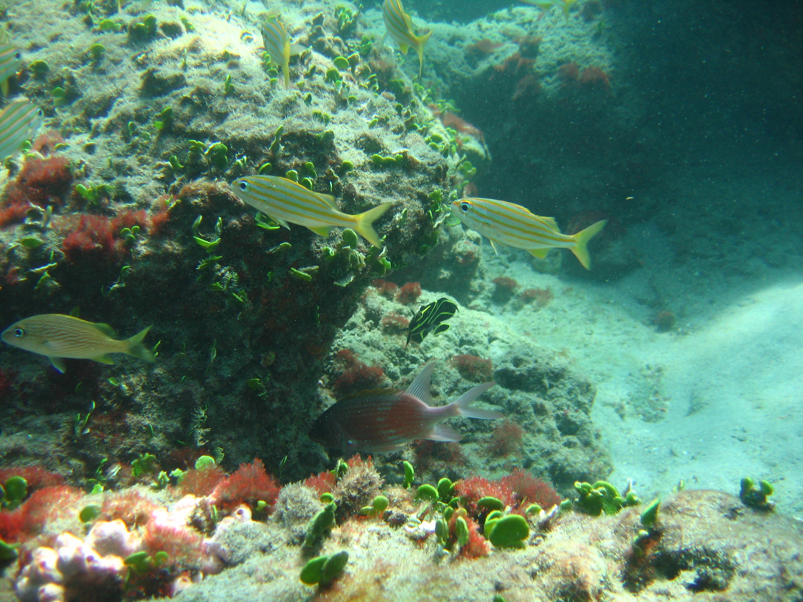 Boca Reef