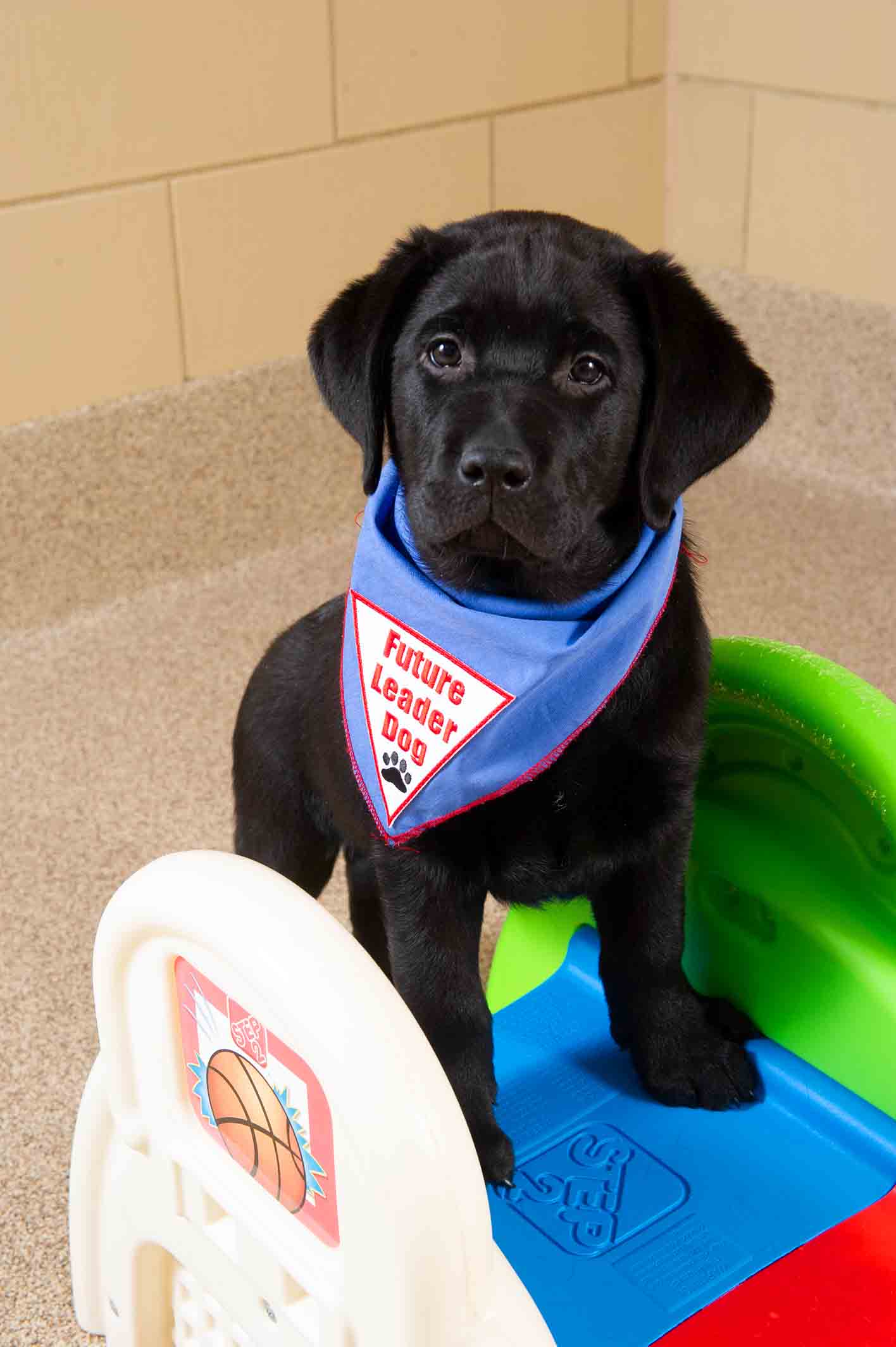 Meet Guinness!
