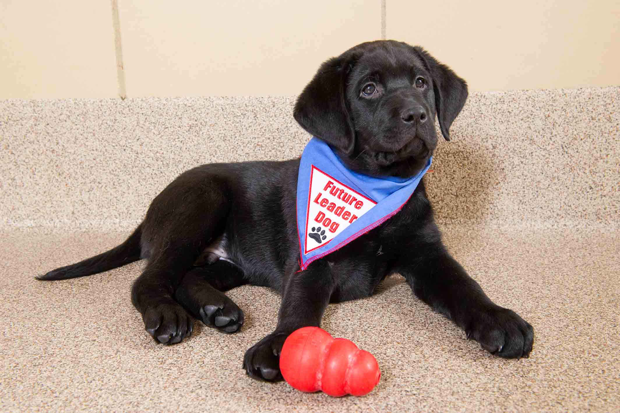 Guinness loves playing with his KONG