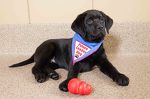 Guinness loves playing with his KONG