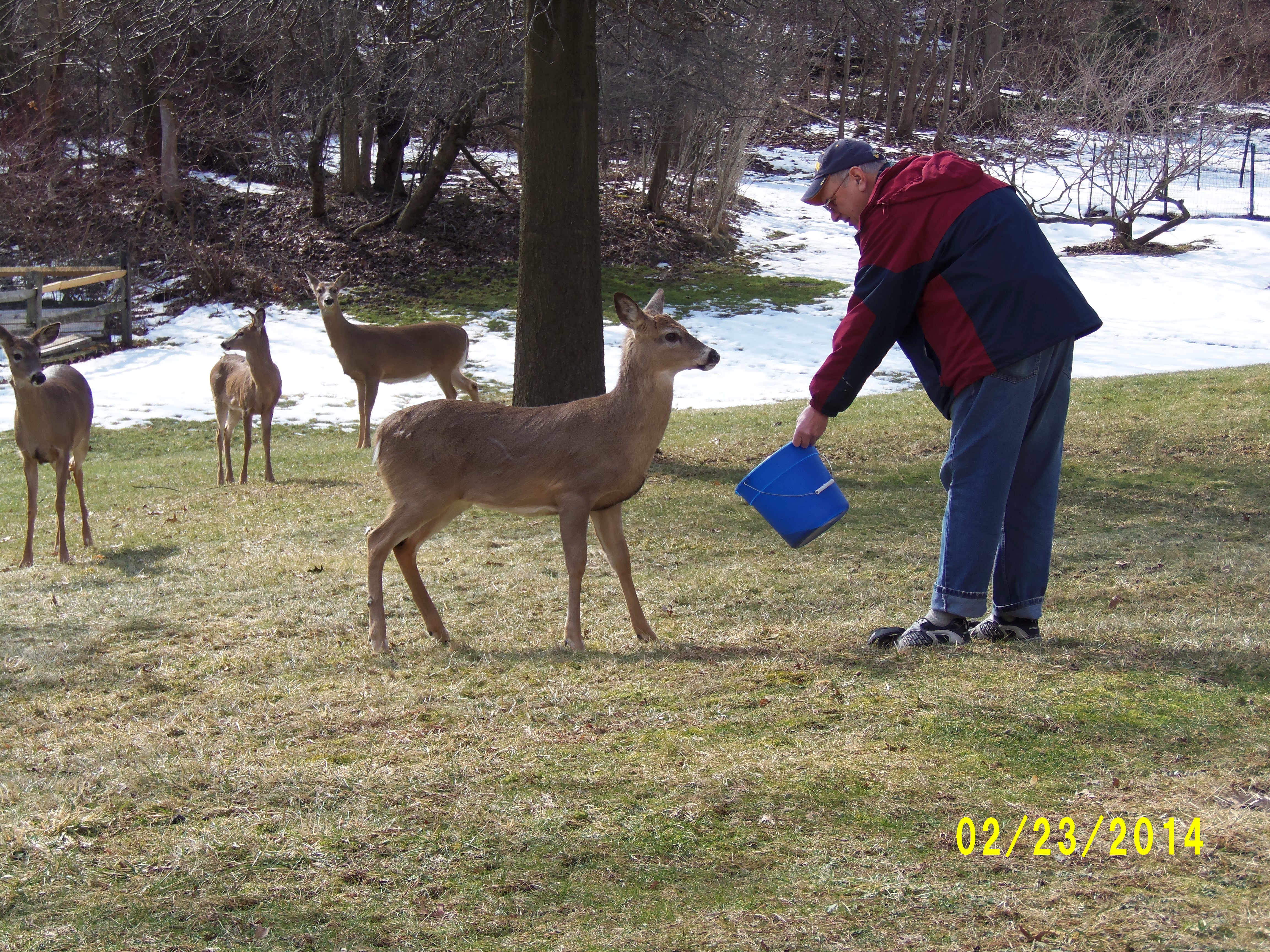 Pat loved the deer who frequently visited our yard!