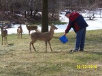 Pat loved the deer who frequently visited our yard!