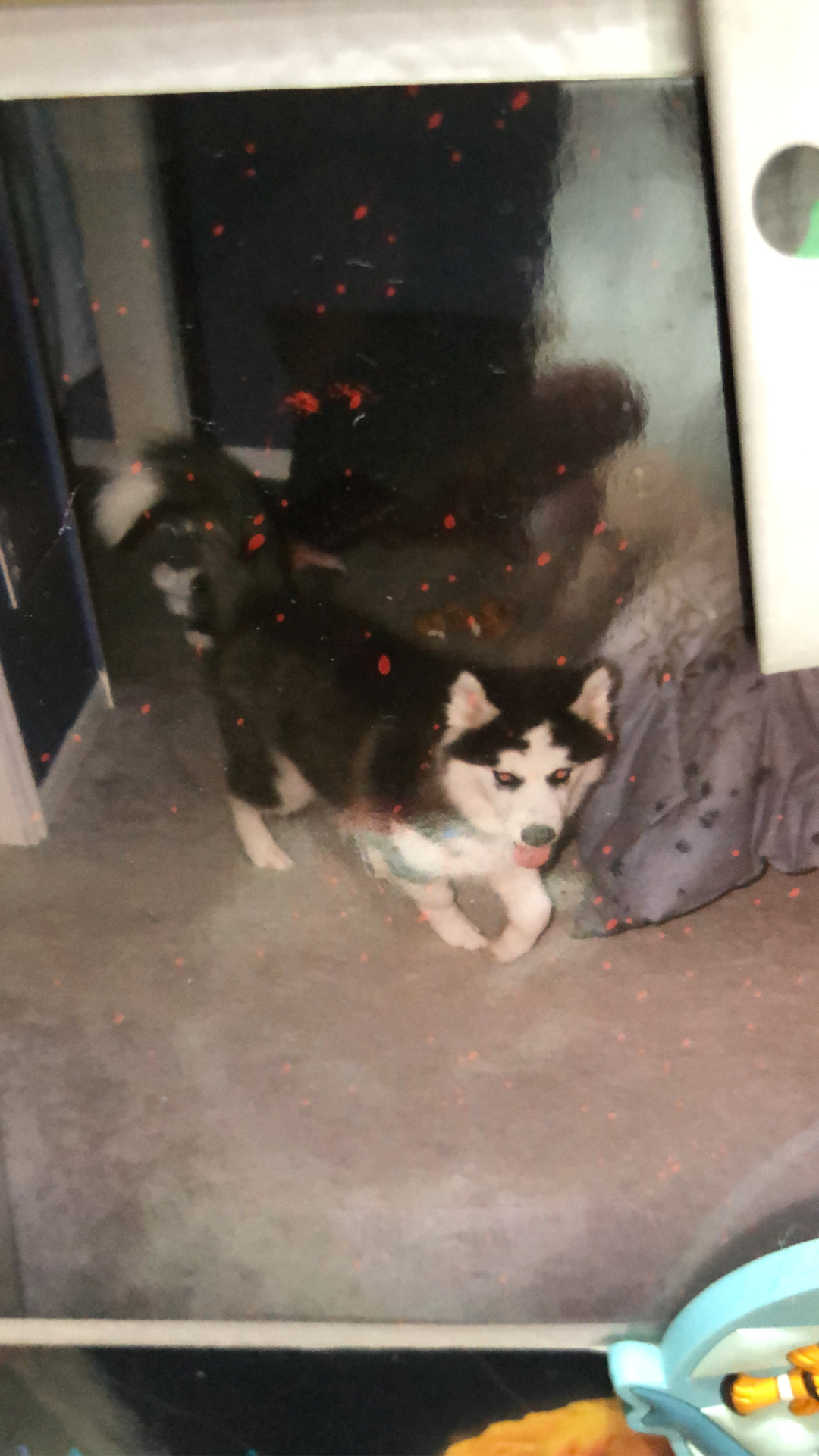 Baby Balto