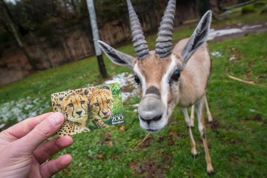 Win a Deluxe Annual Membership to the Oregon Zoo. 