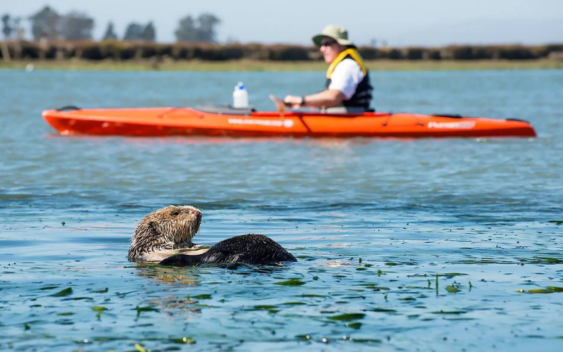 Kayaking with Otters