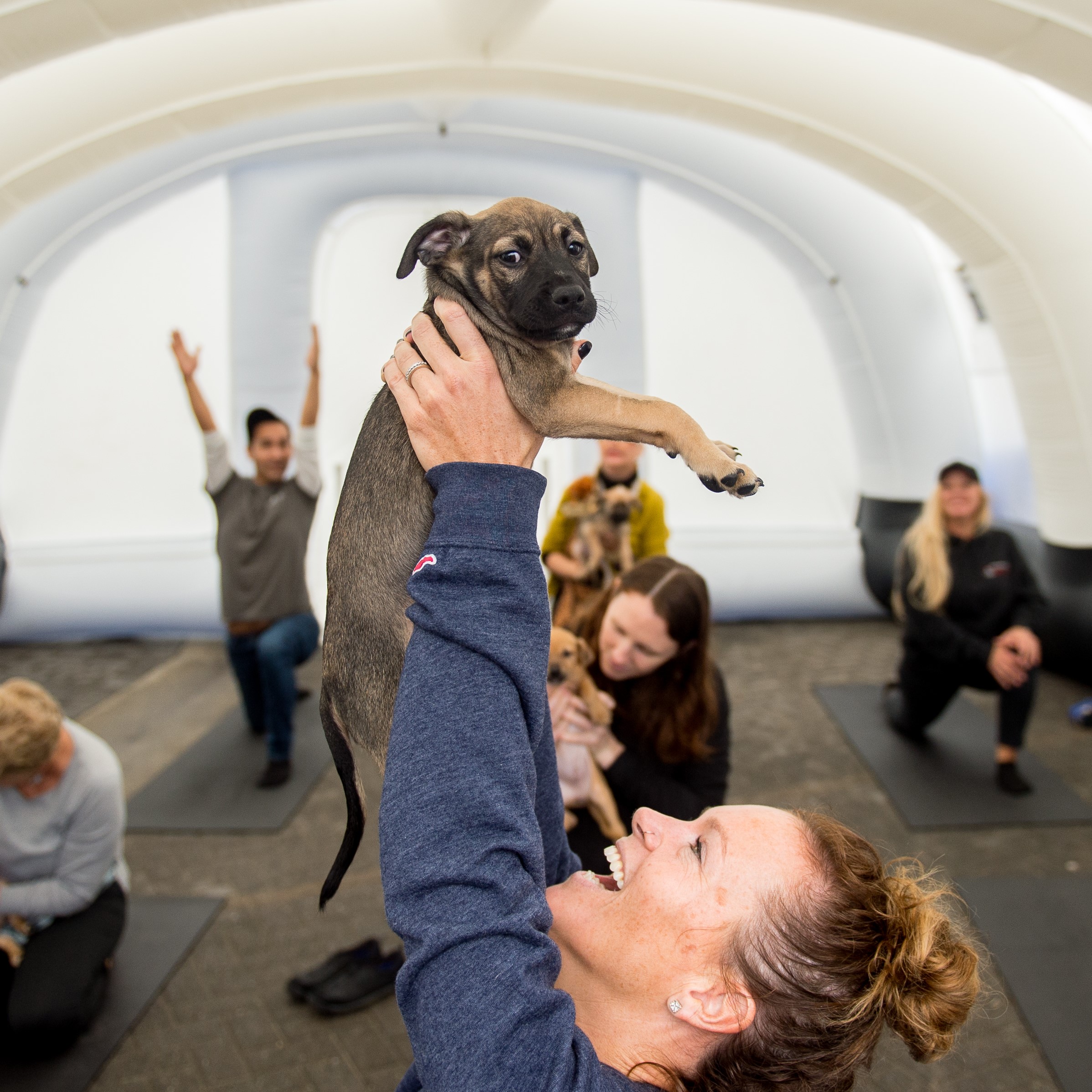 Yoga with Puppies