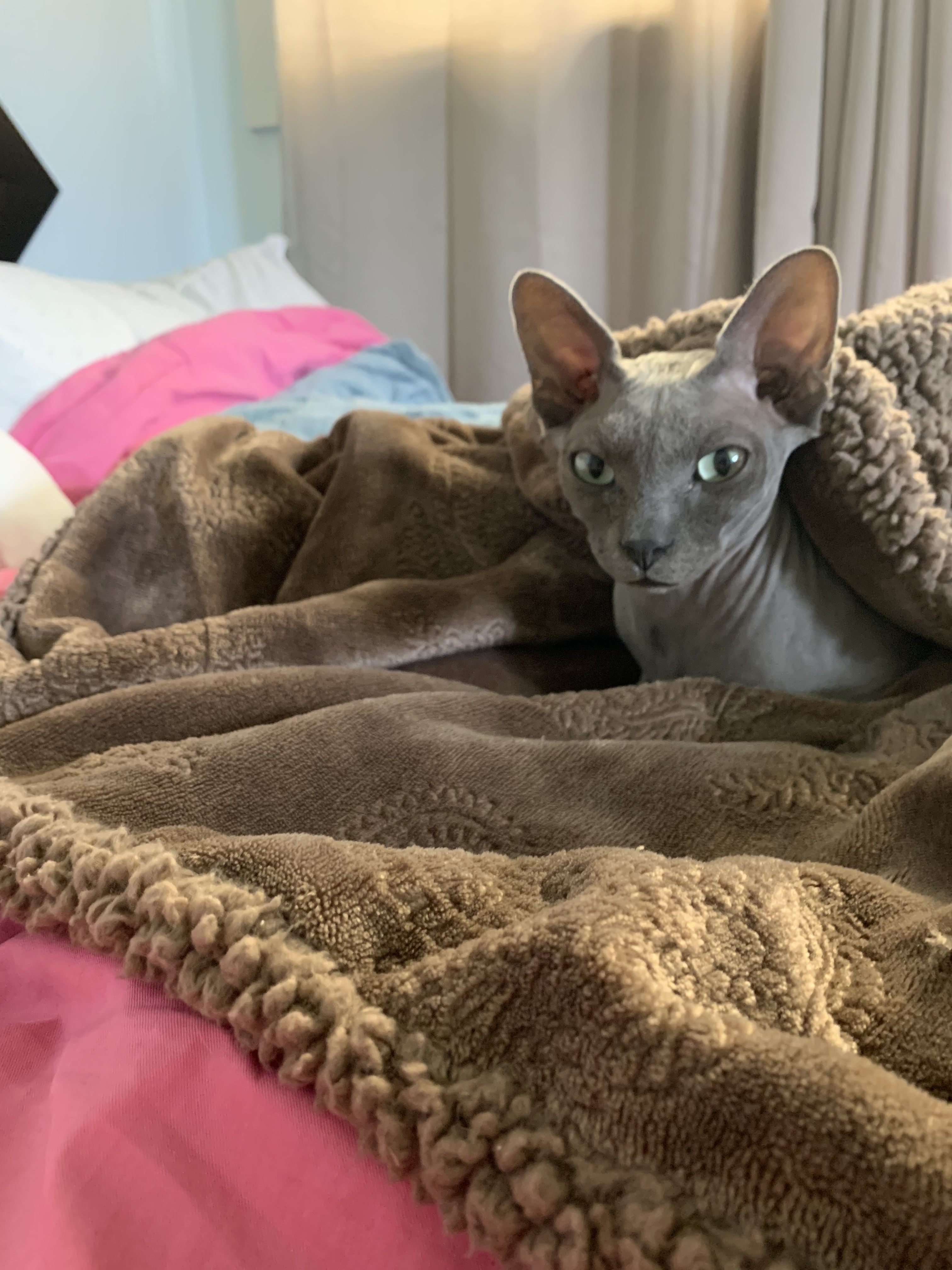 Angus: My mom’s cat and MSRPAC Alum