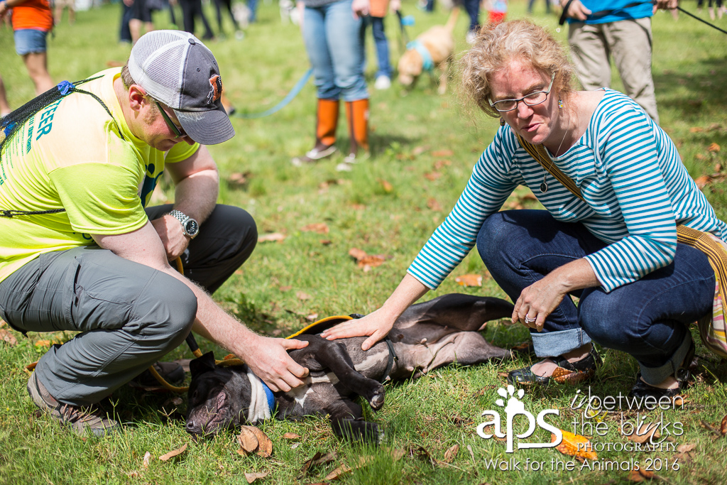 2016 Walk for the Animals