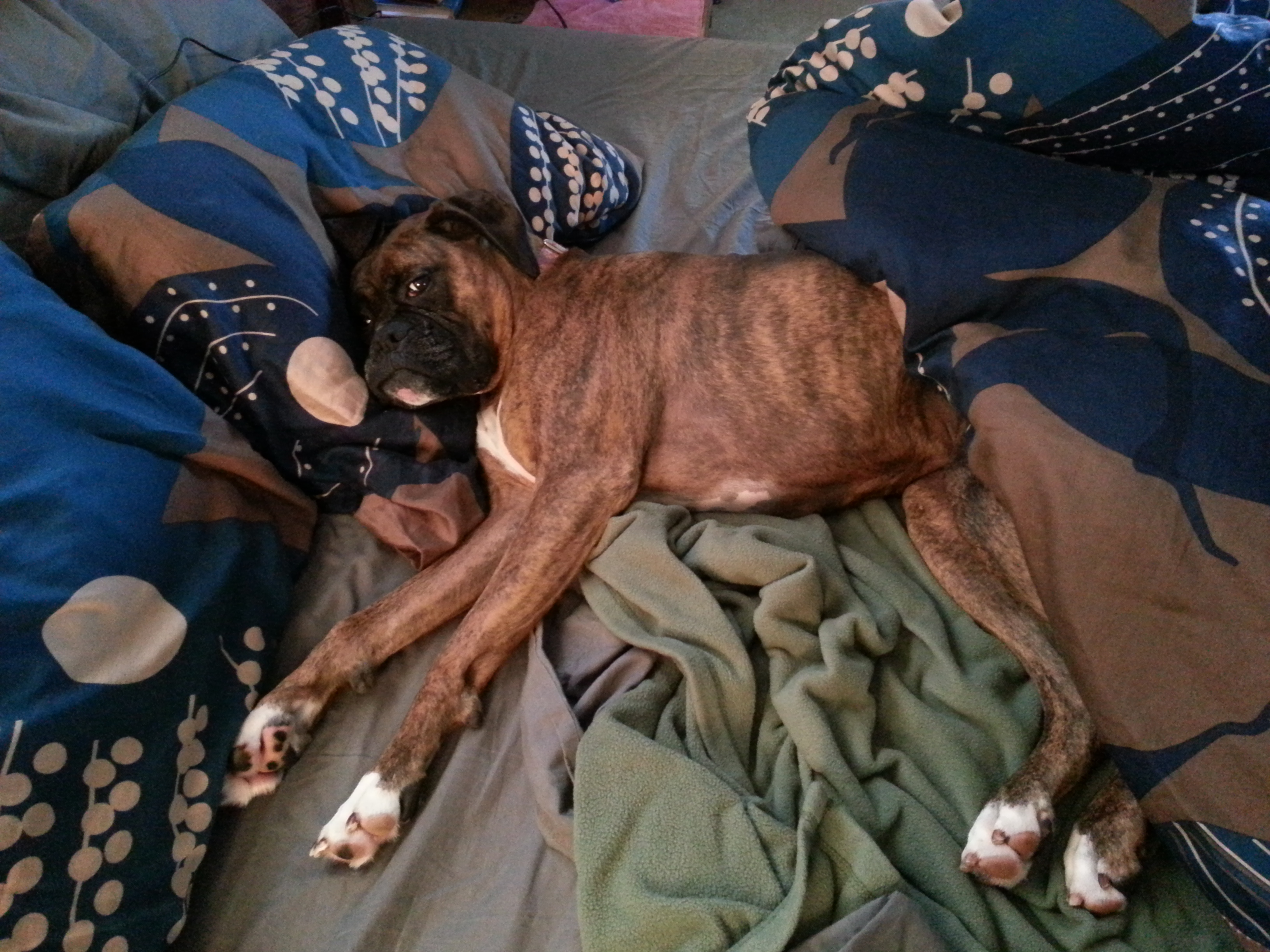 It's a Boxer's life.
