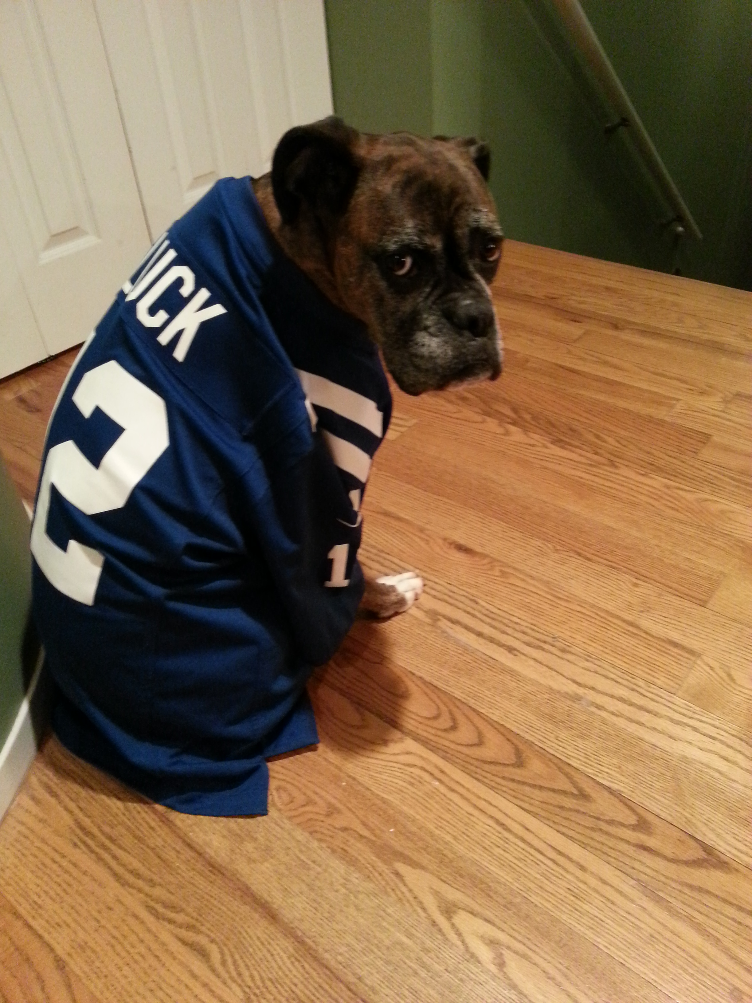 The "unofficial" Boxer mascot of the Indianapolis Colts.
