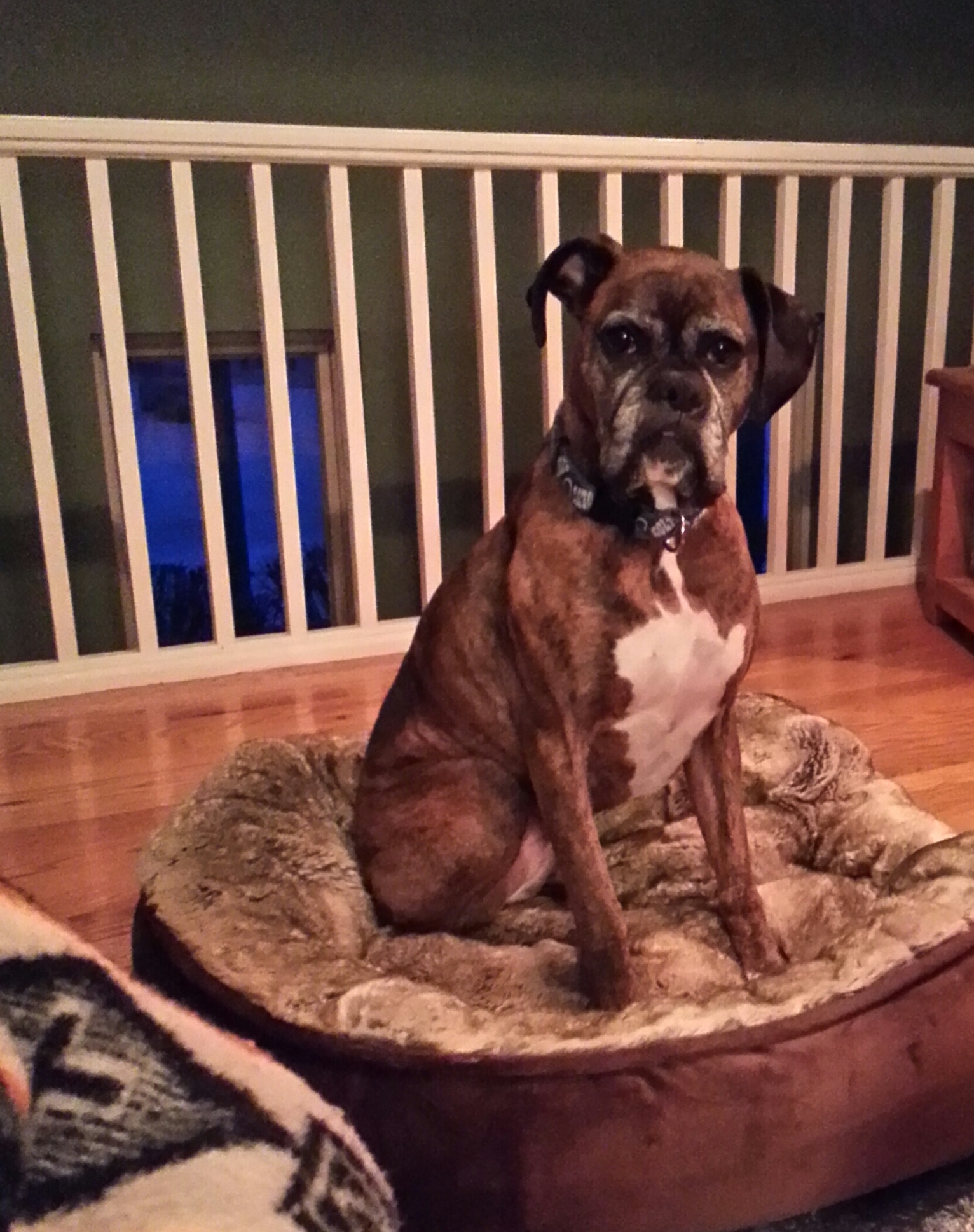 My Mom says I have a dignified face.