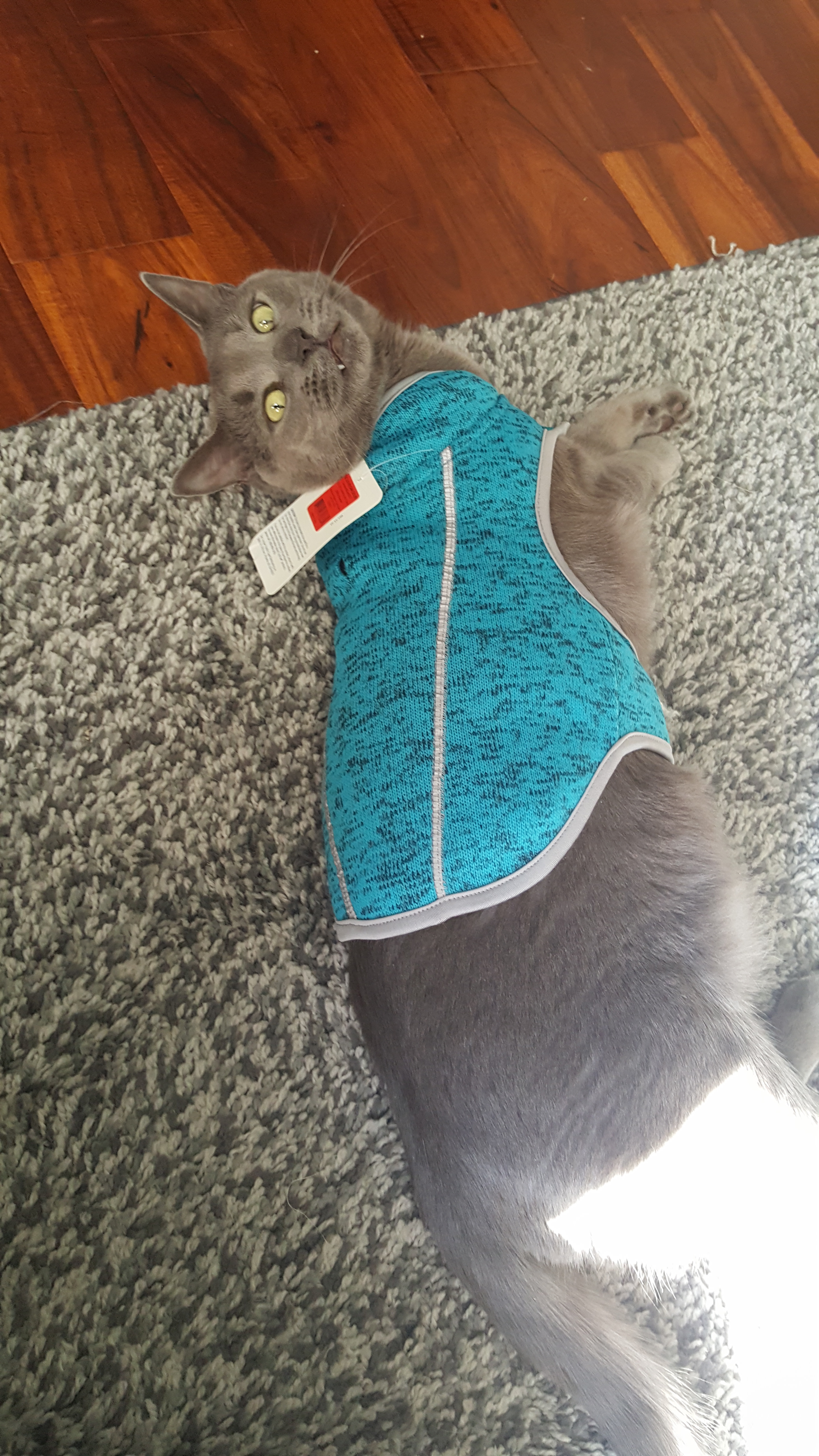 i thought if i showed my fangs, mom would take this thing off me!