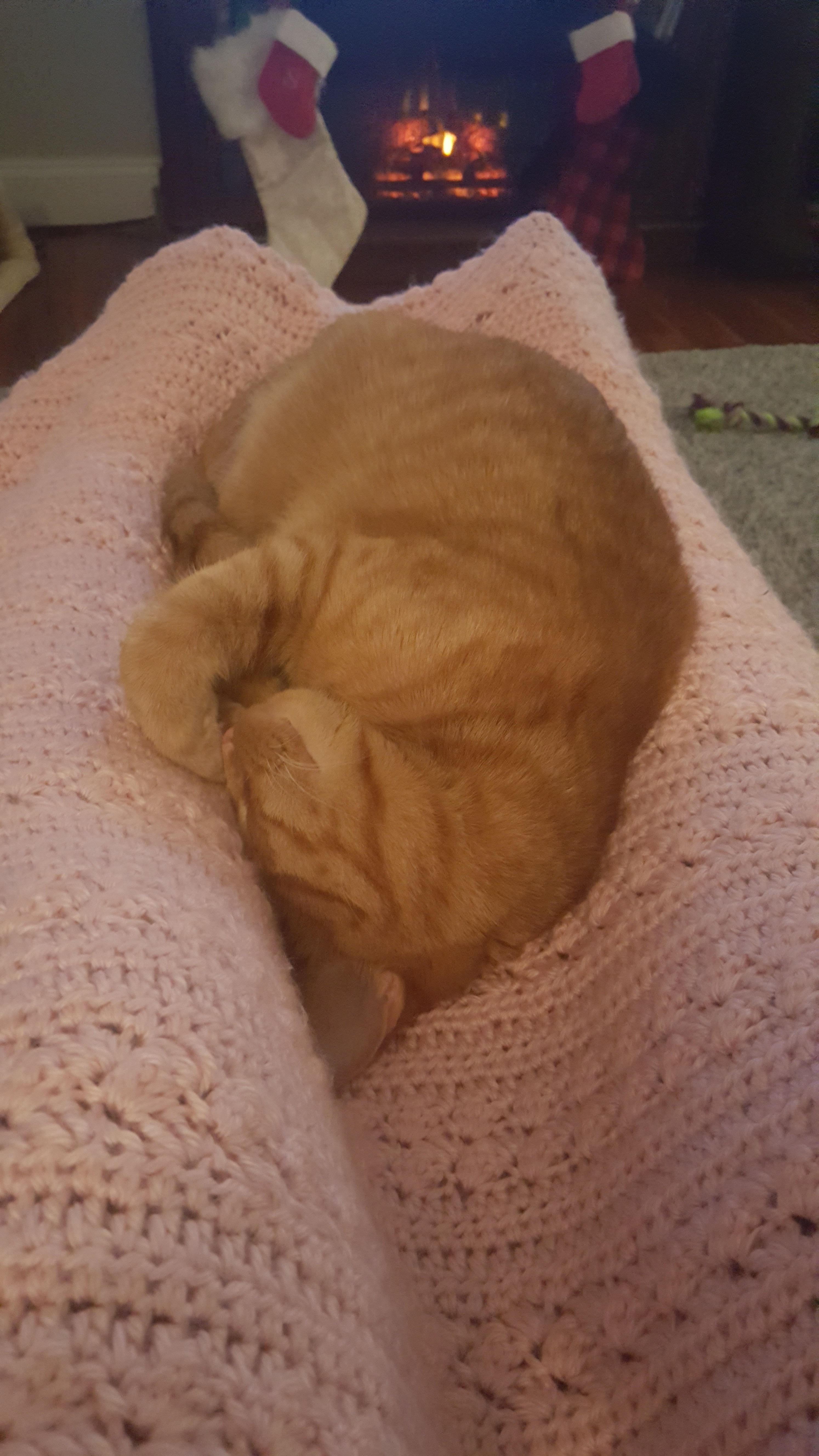 sleeping upside down is the best