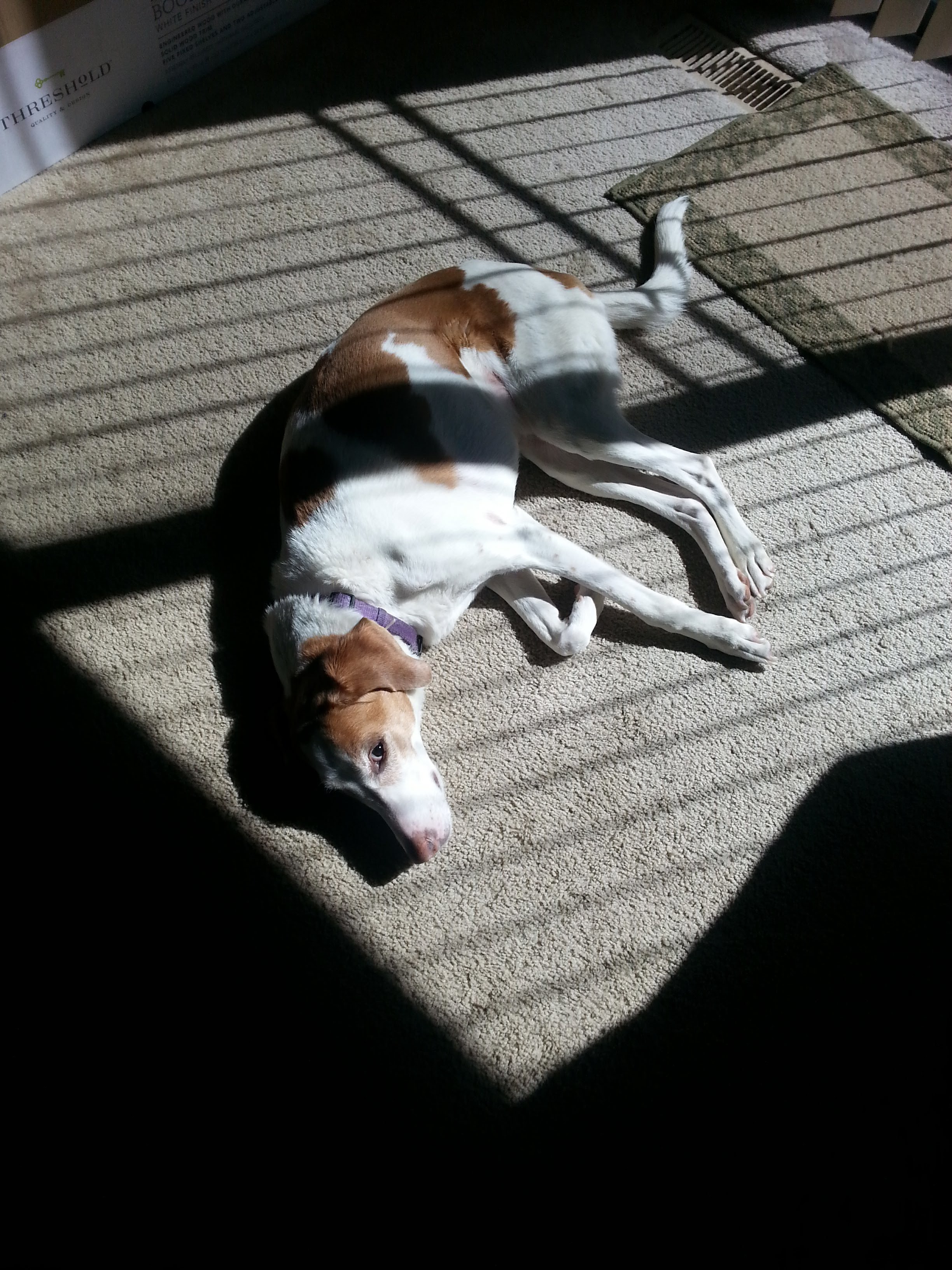 Gracie's favorite sunny spot