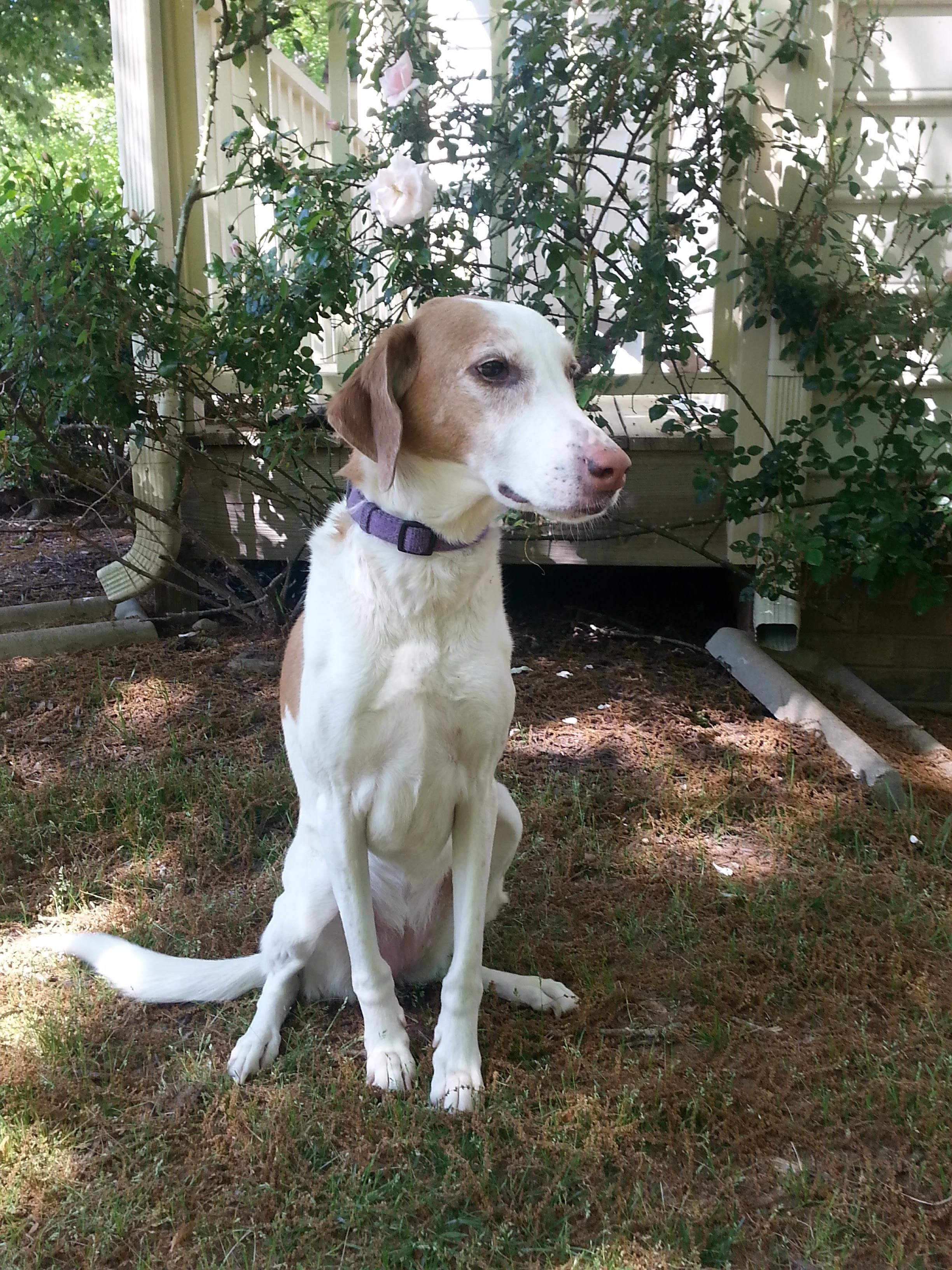 Gracie's 9th adoptiversary