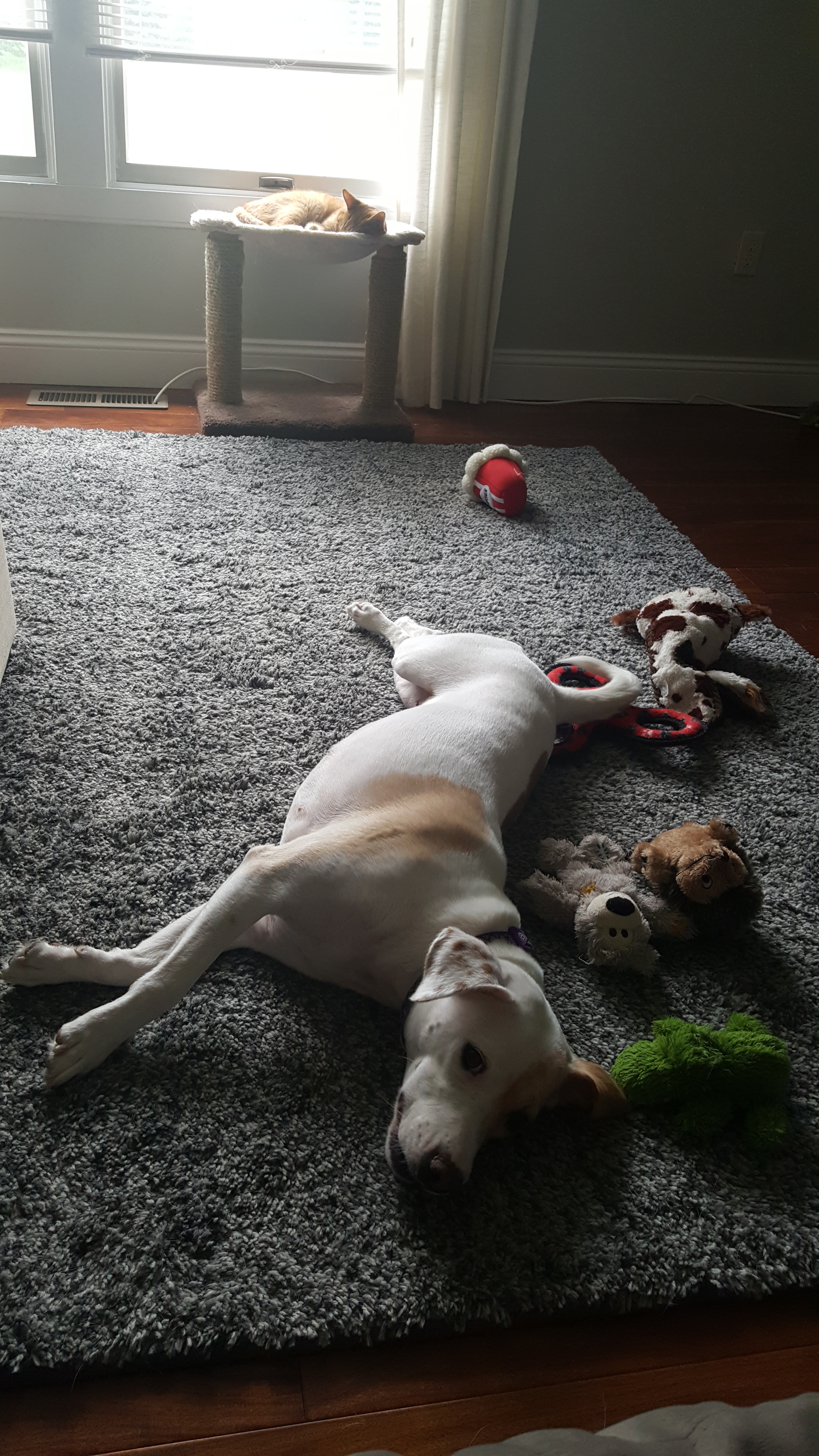 playing with all my toys is exhausting