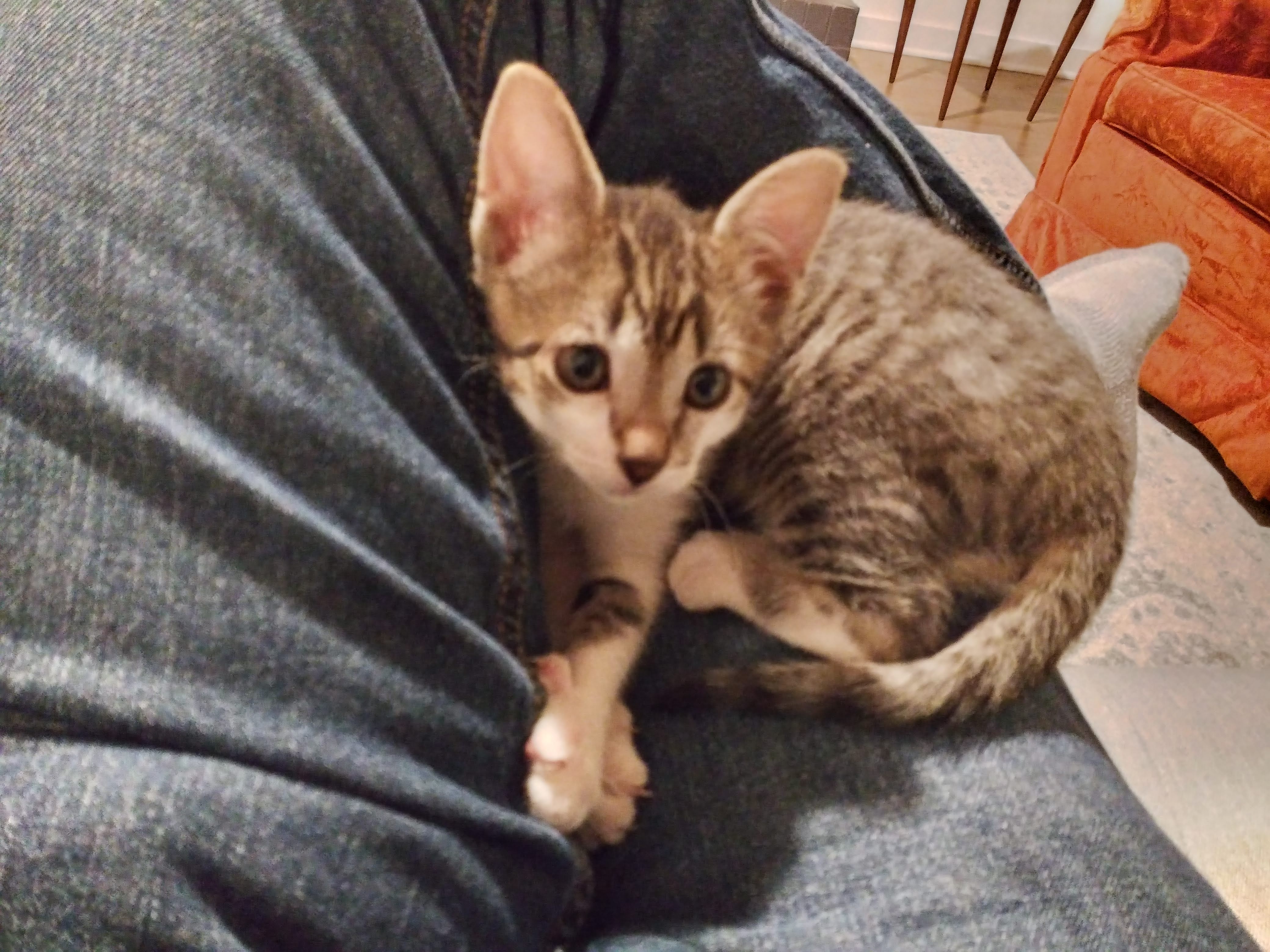 Bottle Baby Trooper (once he gained weight and got strong)