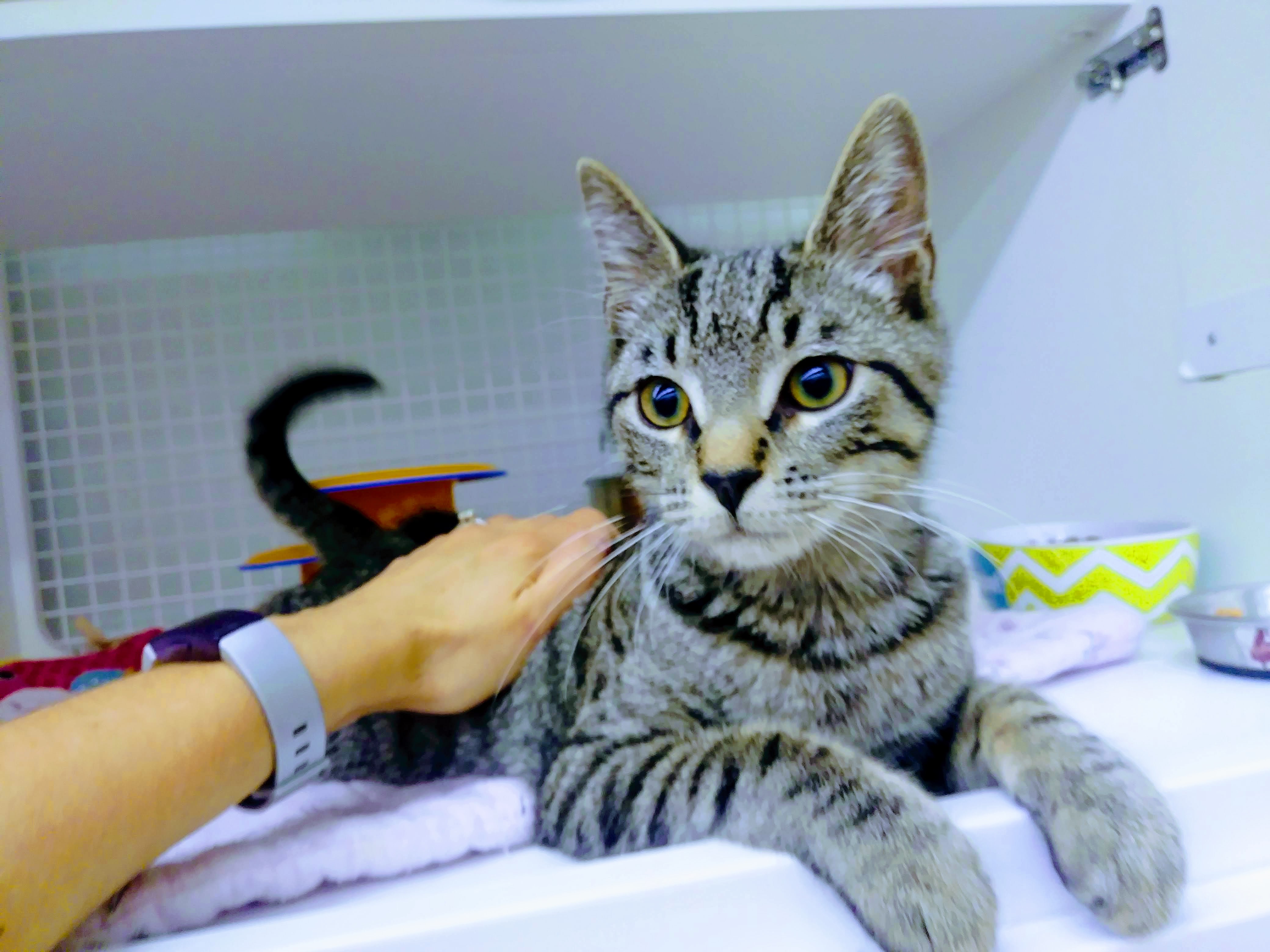 Finneas at Petco Eastgate