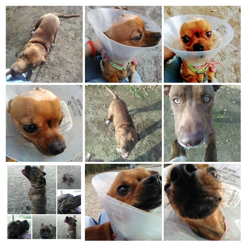 In recovery or simply adorable