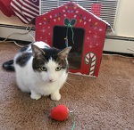 My Gingerbread House