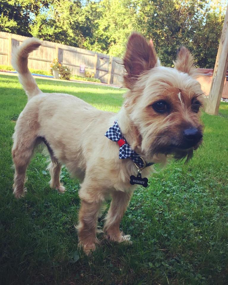 Sammy's first day at his forever home