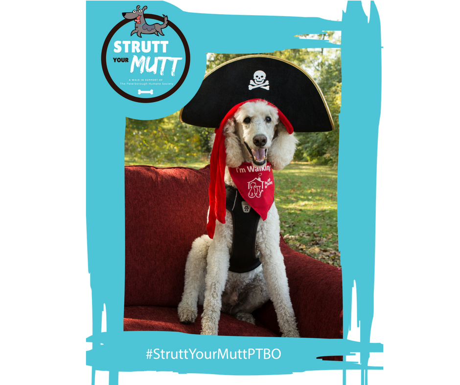 Last Year's Strutt Your Mutt