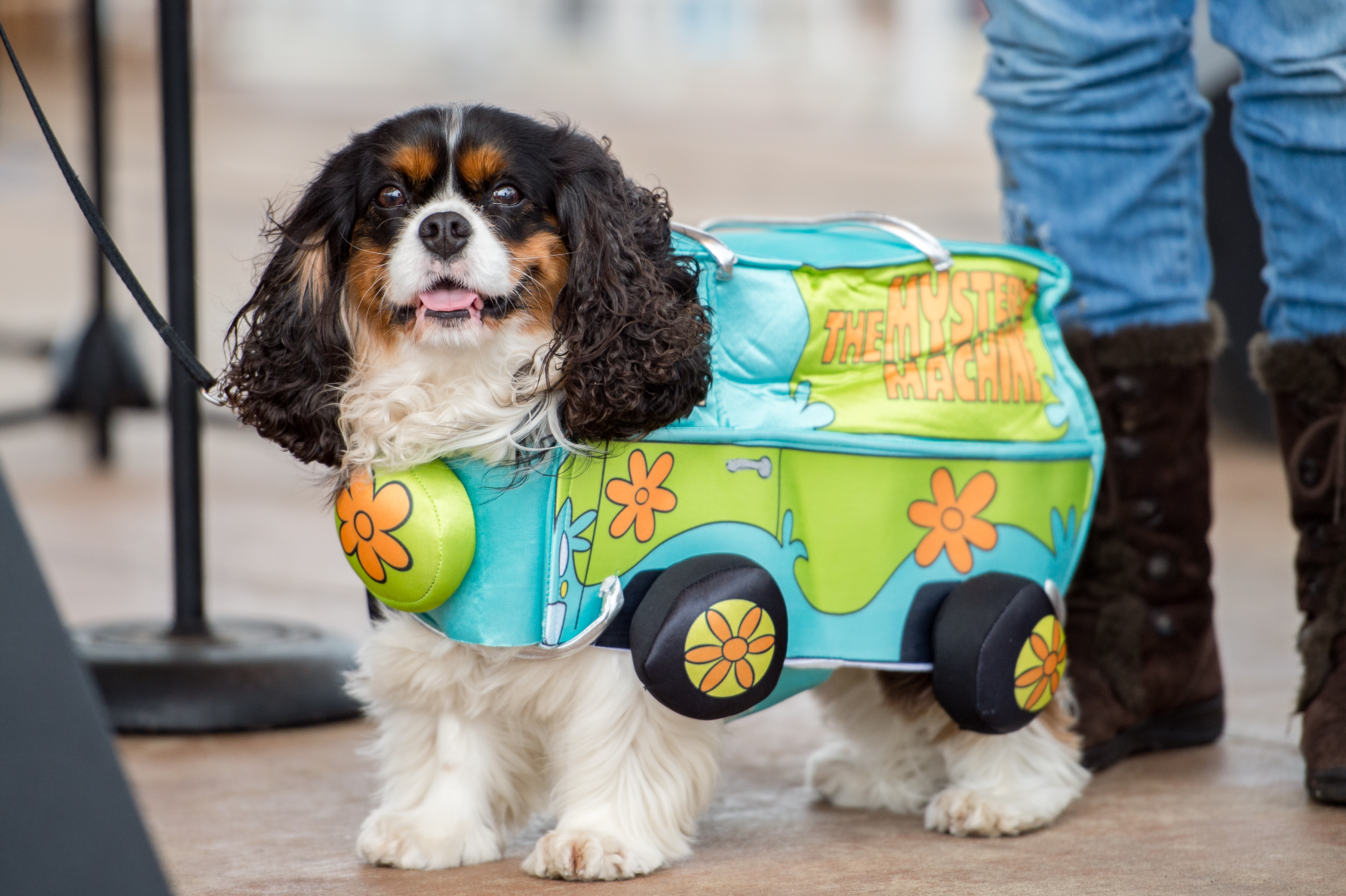 Pet Costume Contest