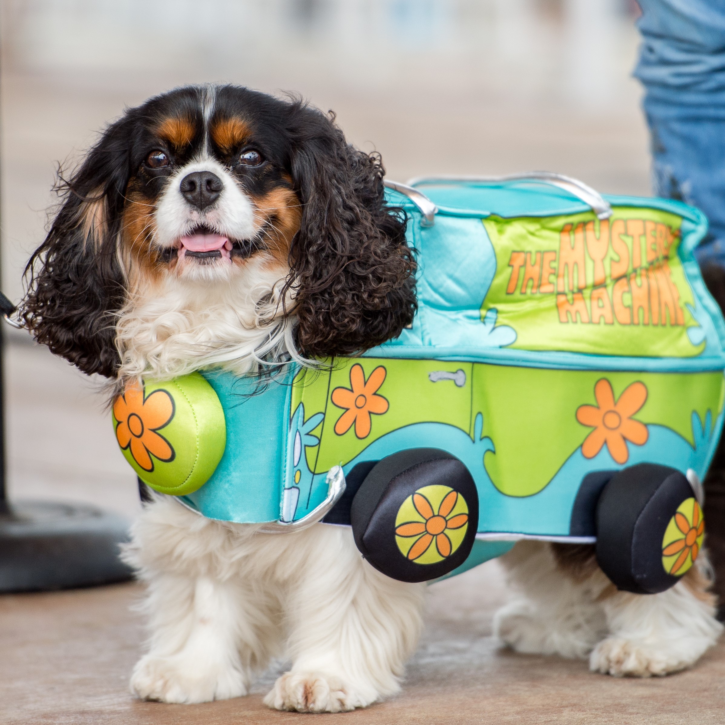 Pet Costume Contest