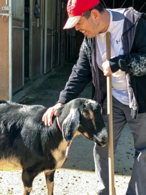 Volunteering with a break of goat petting
