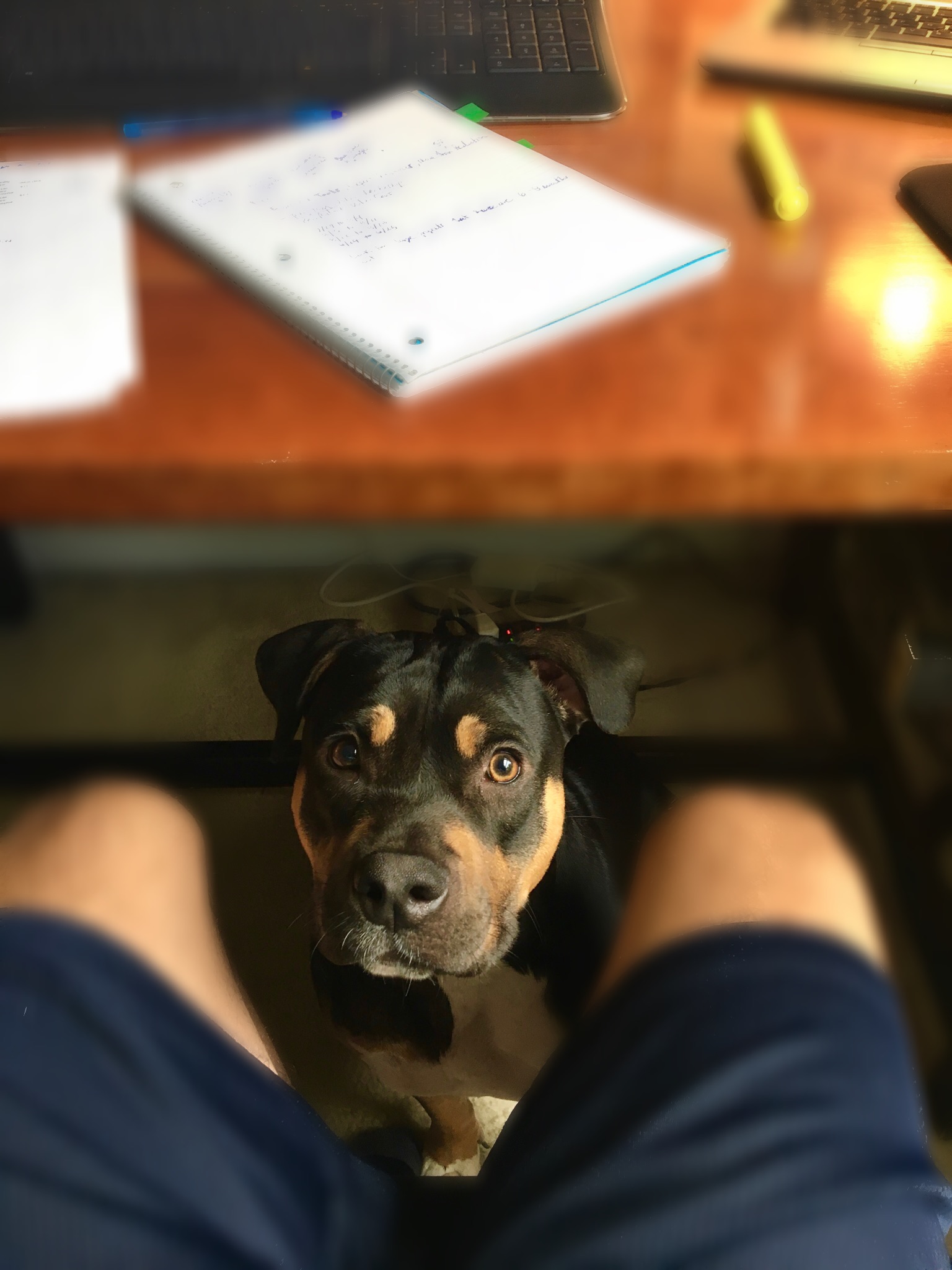“Helping” Dad work from home