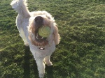 Colby lives playing with his tennis ball.