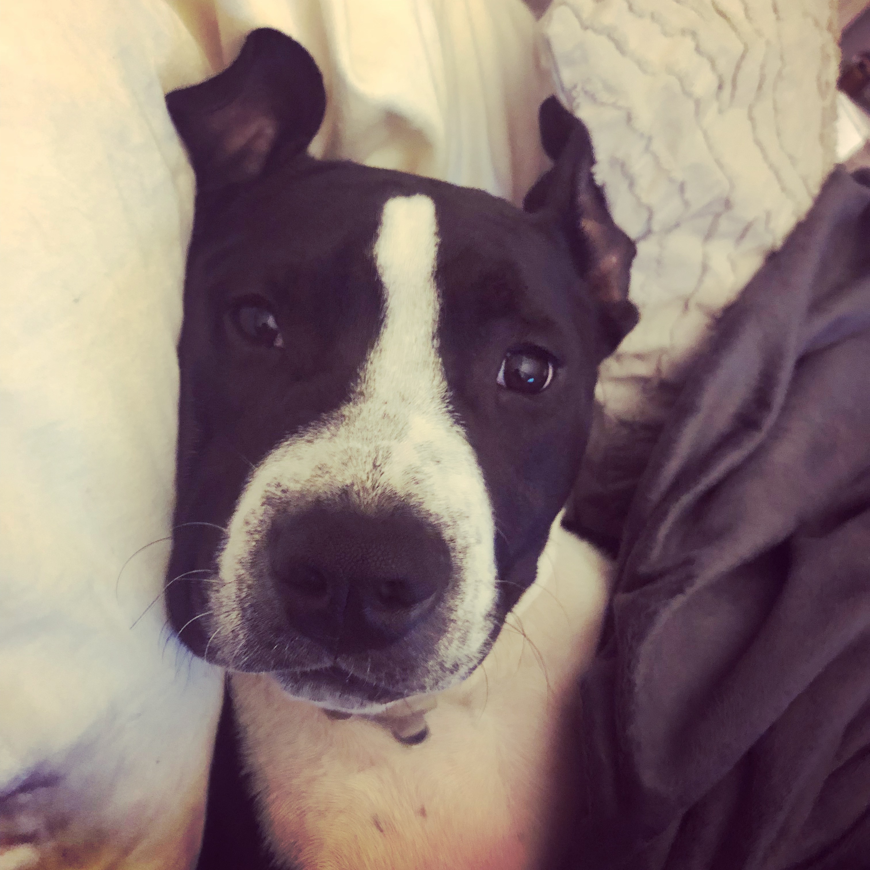 Gunner and his Woobie