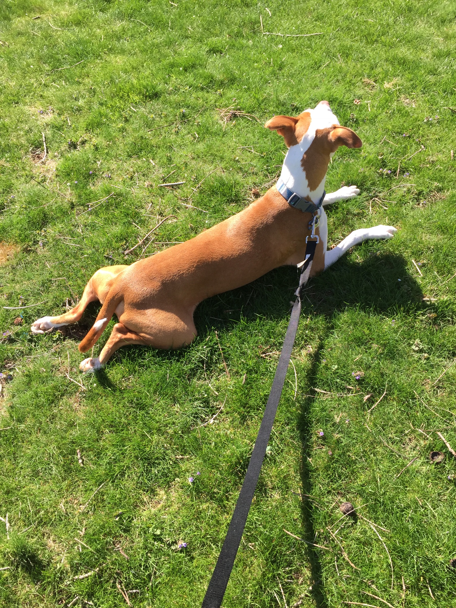 Sunbathing in my new backyard