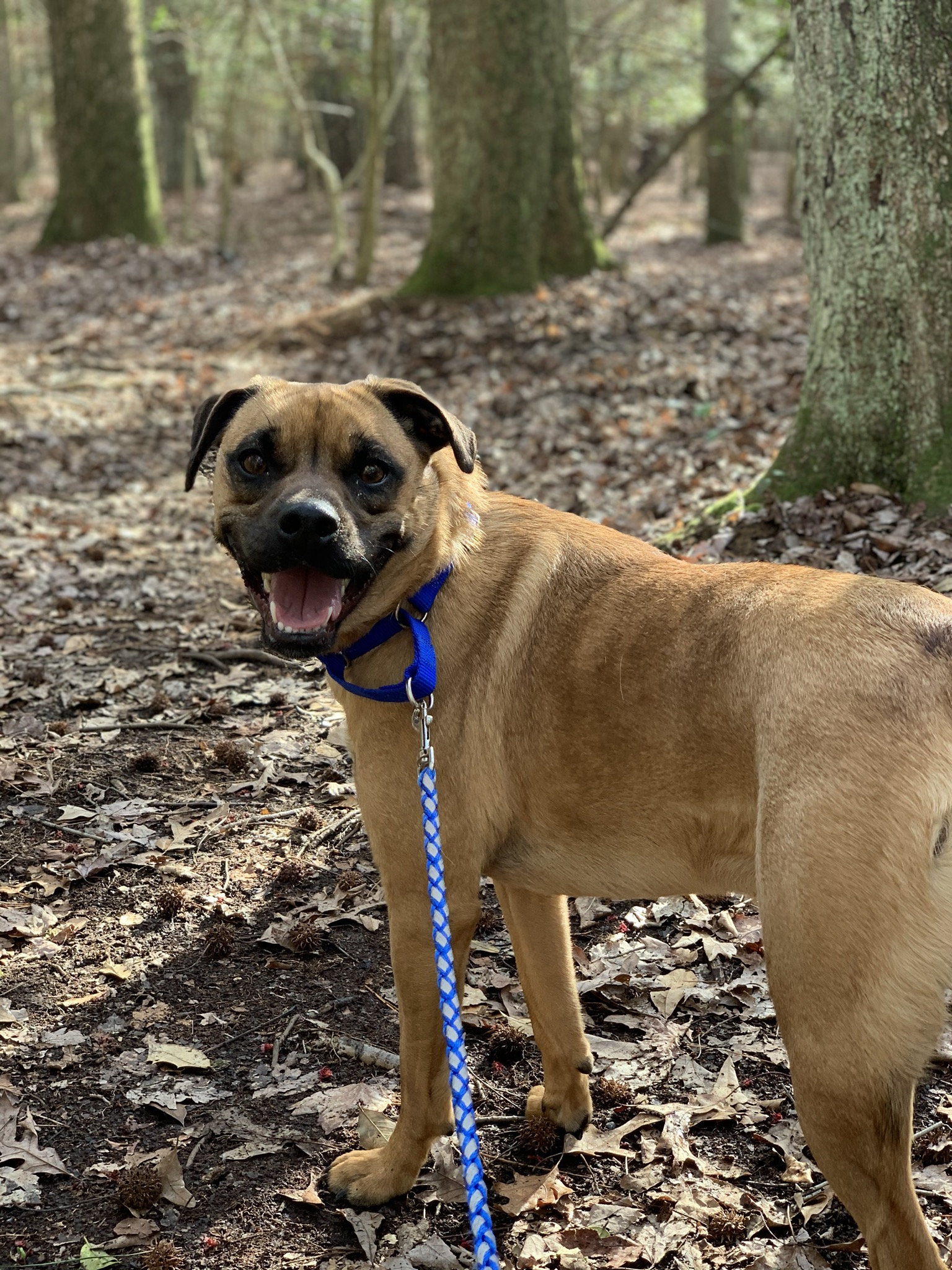 Shelter dogs are the best hiking buddies