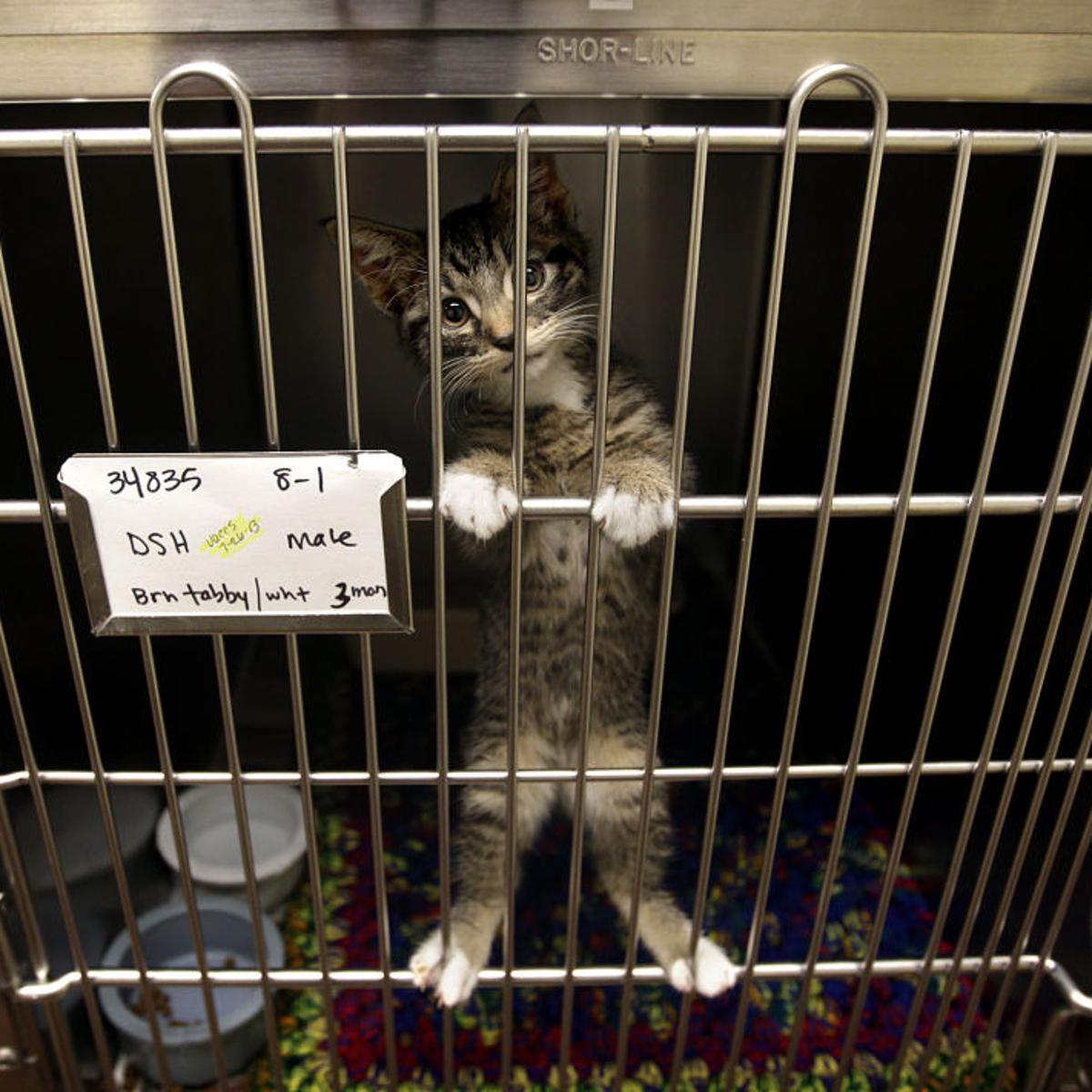 Utah Valley Animal Shelter.