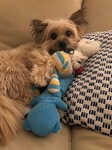 Sammy with his toys