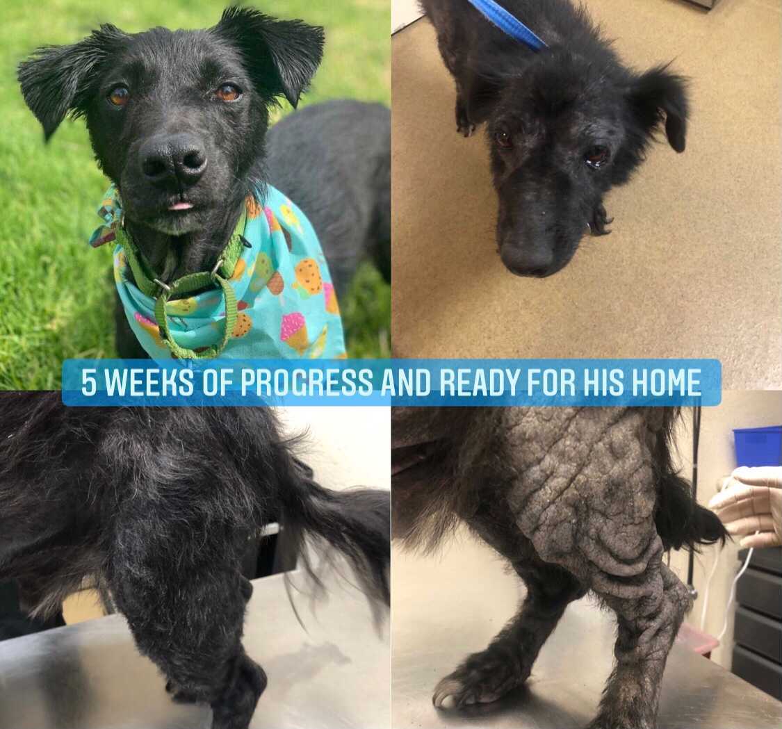 Oreo. The sweetest boy who didn't have the best life before arriving at the PAC. His personality was always a bright, happy one, and now his physical appearance reflects the same.