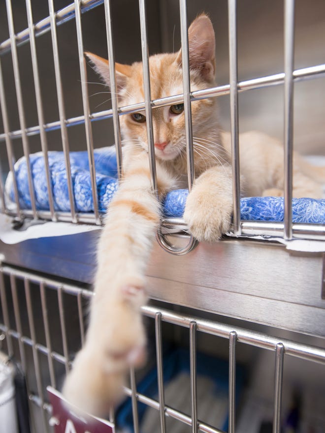 Santa Rosa County Animal Shelter.