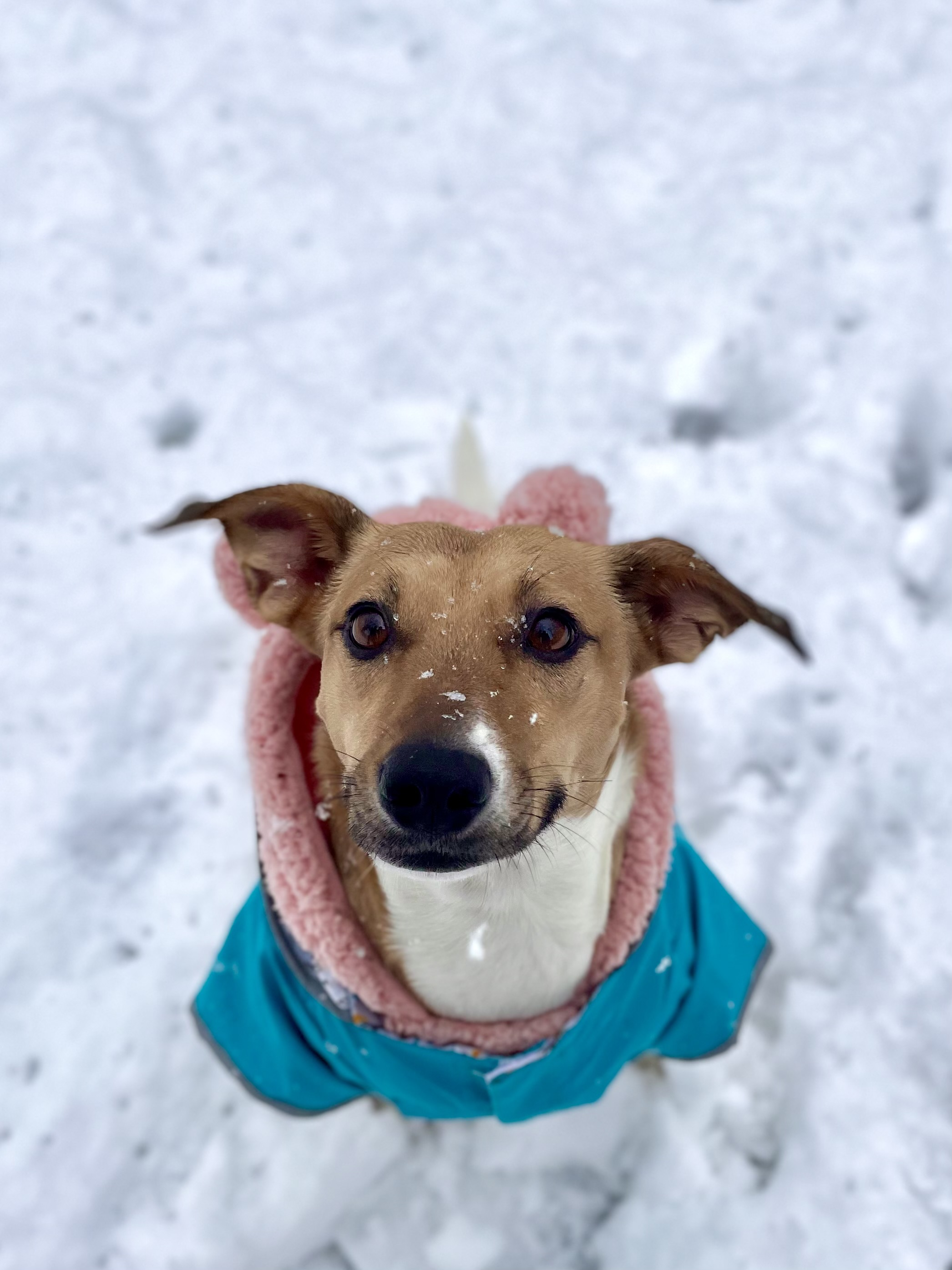 Piper's first snow day!