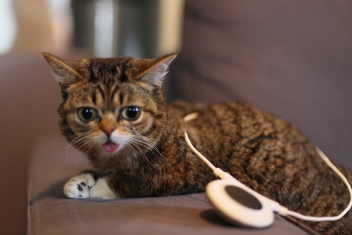 Even Lil Bub recommends the Loop!