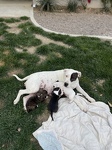 Sushi and pups getting some sun