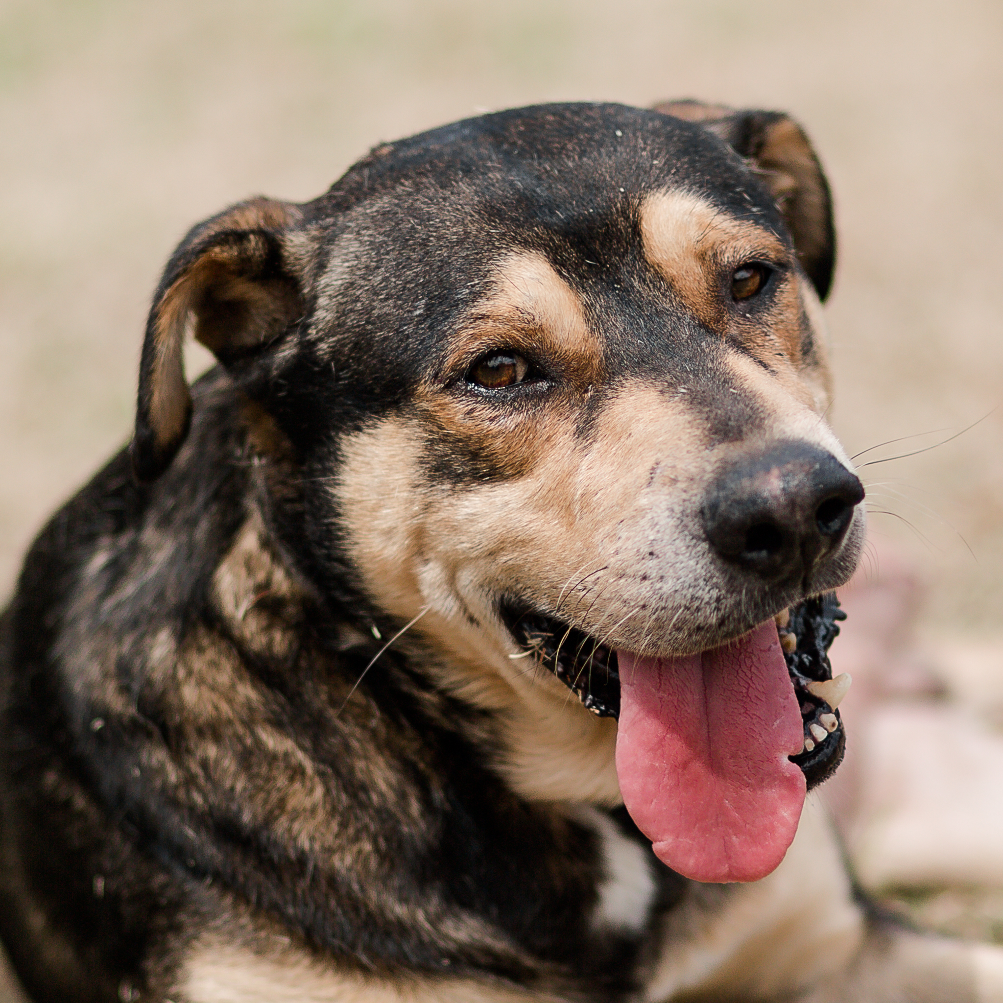 Nose boops are gladly accepted