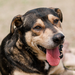 Nose boops are gladly accepted
