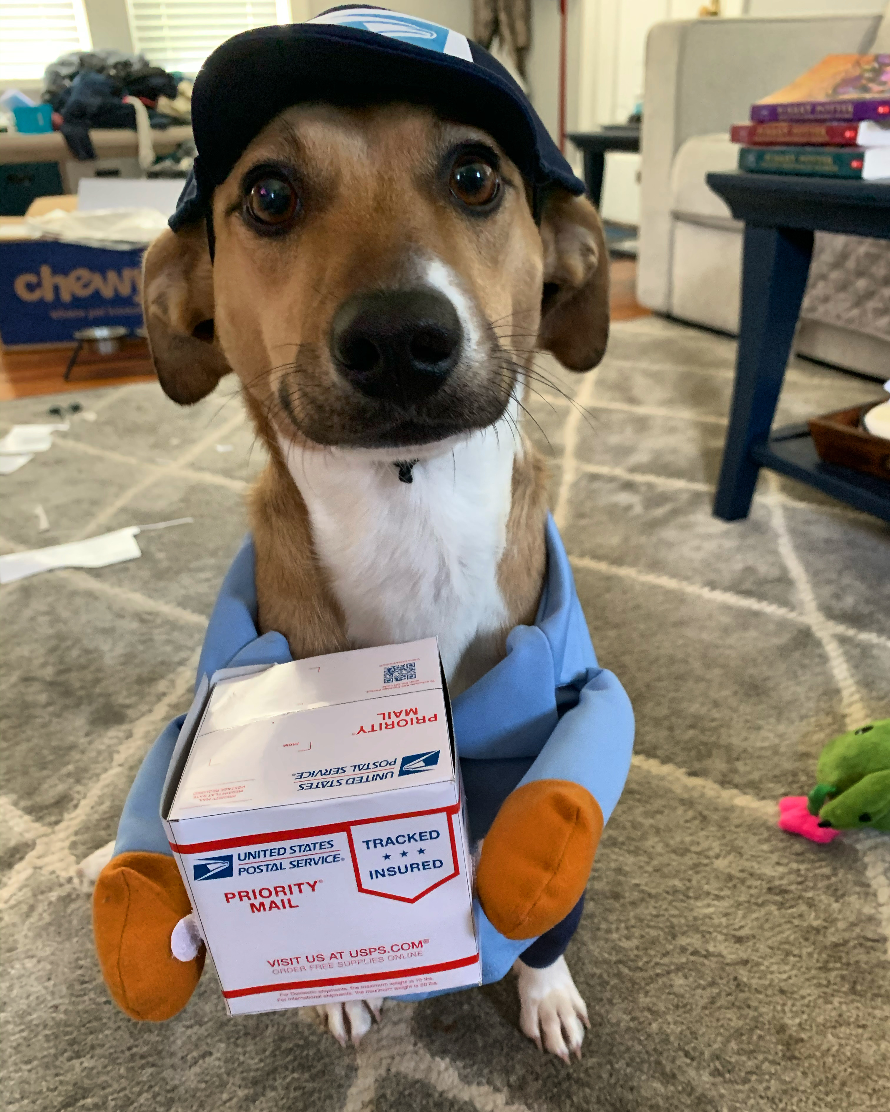 Piper's First Halloween Costume - She loves the mailman!