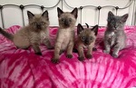 Foster Kittens too