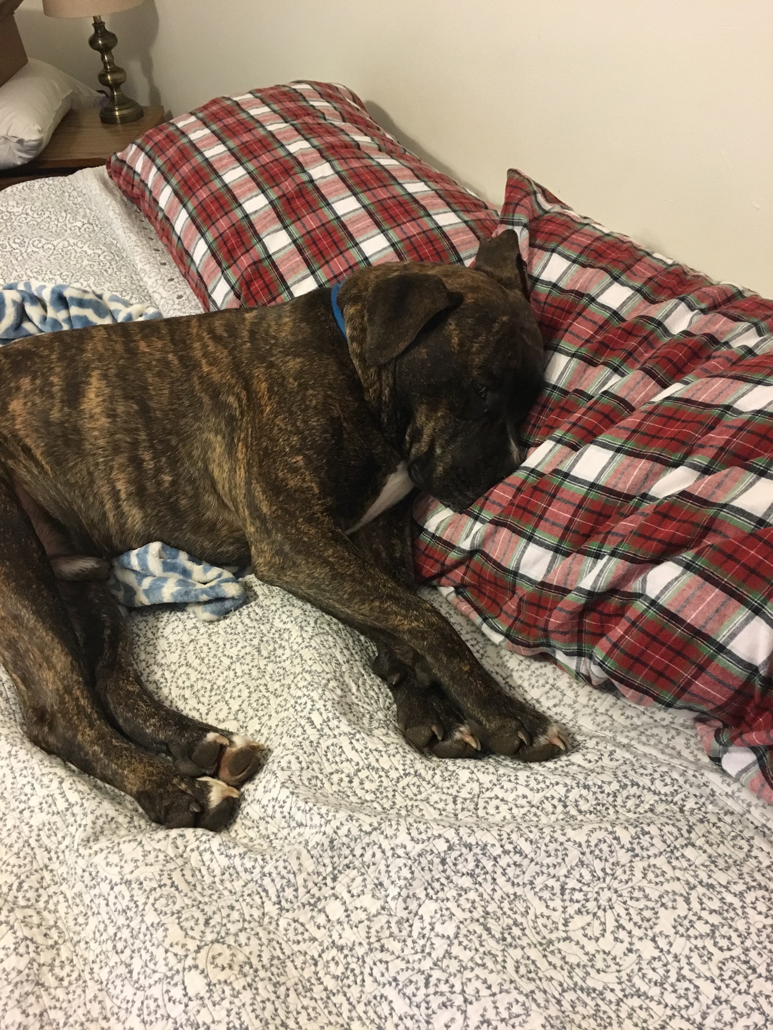 He loves to sleep....anywhere