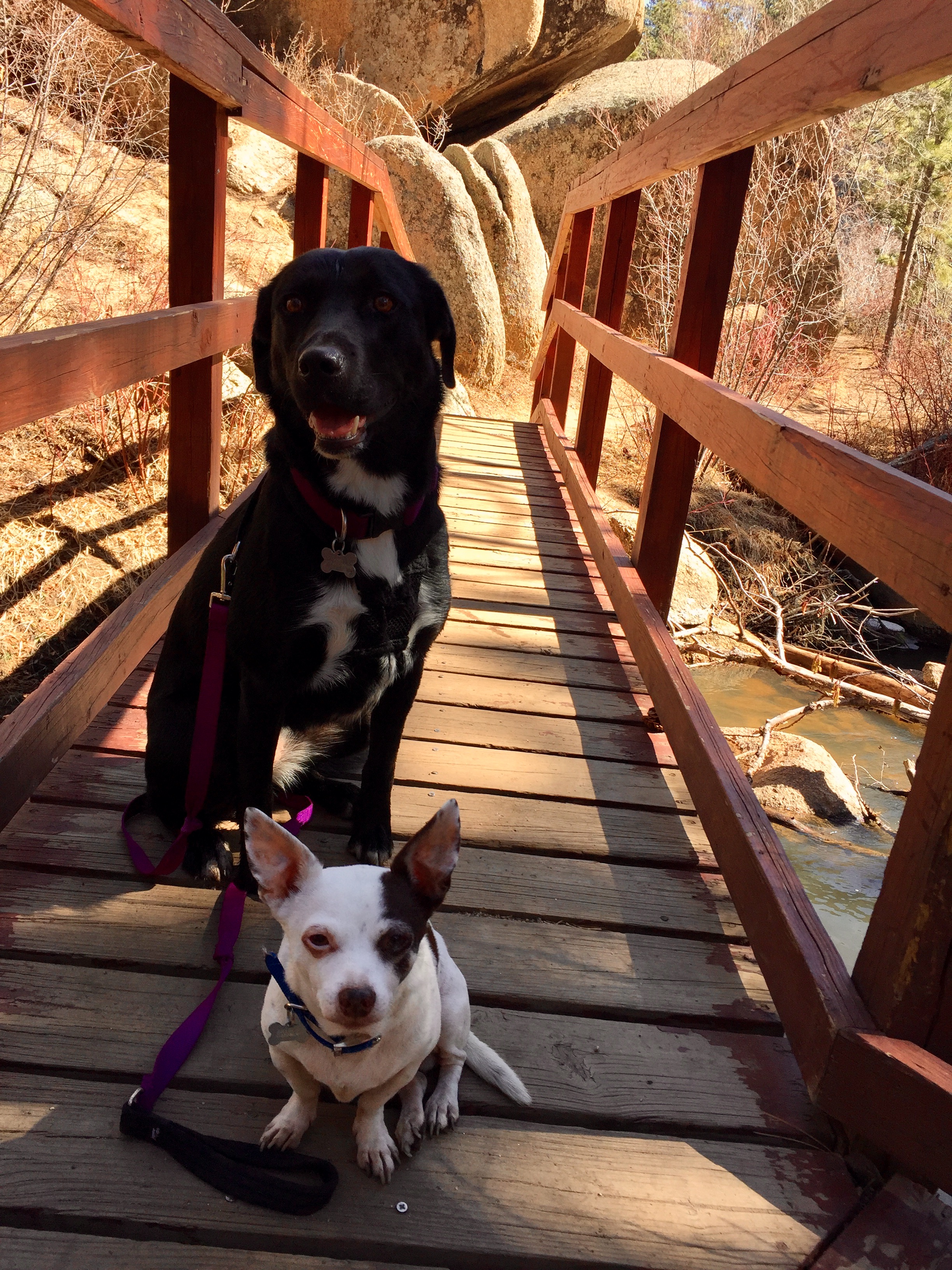 A stroll in the woods