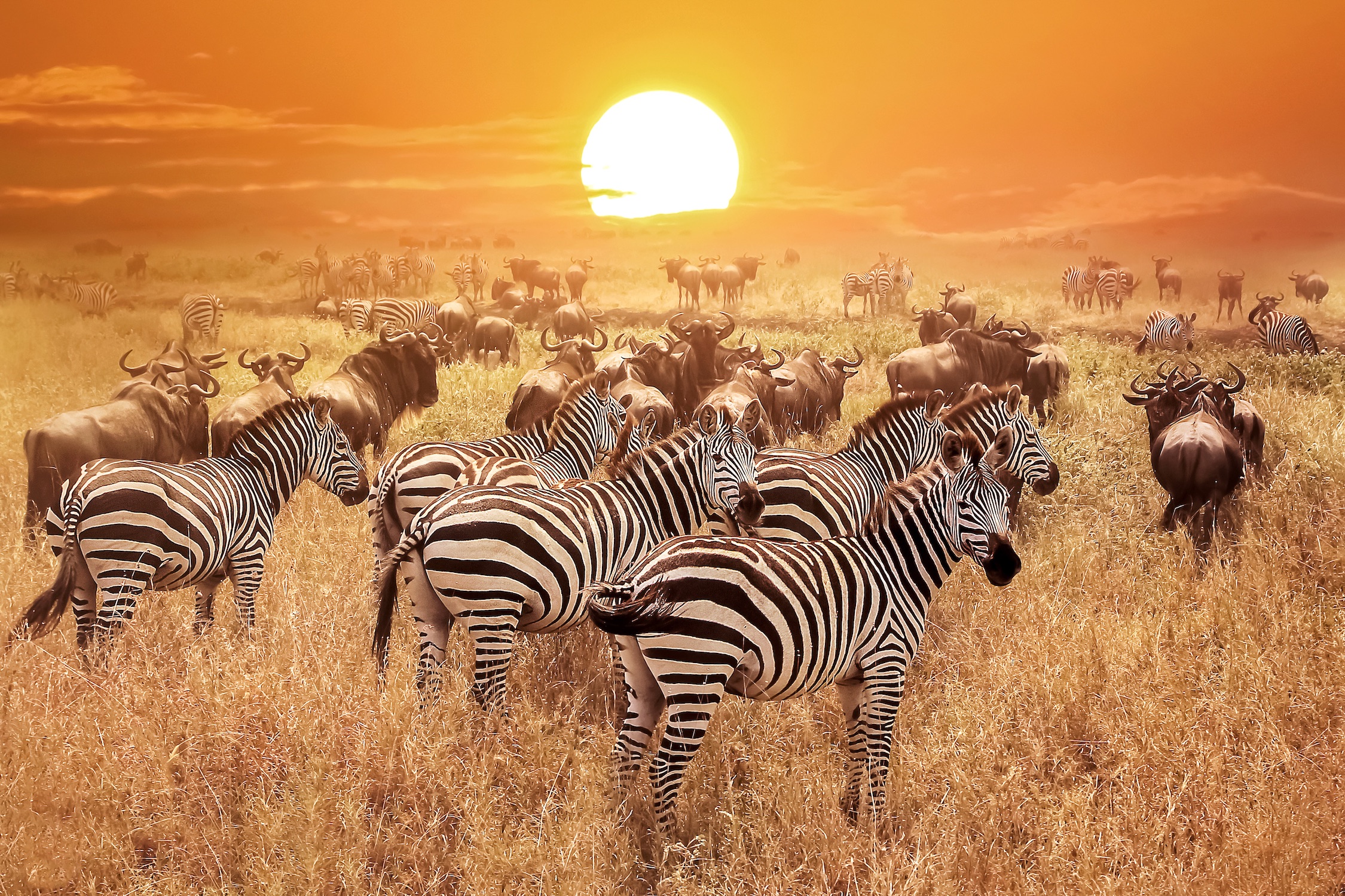 South African Safari